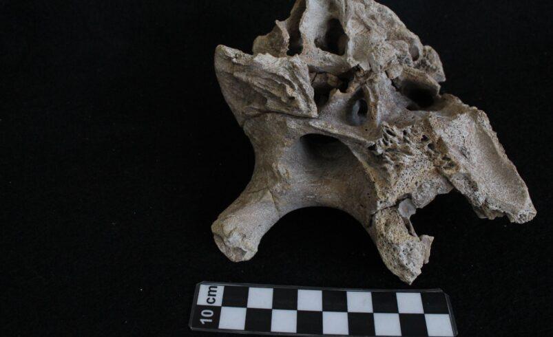 Descubren la historia de “Lili”, la cría de mamut que vivió en San Luis Potosí hace casi 14 mil años
