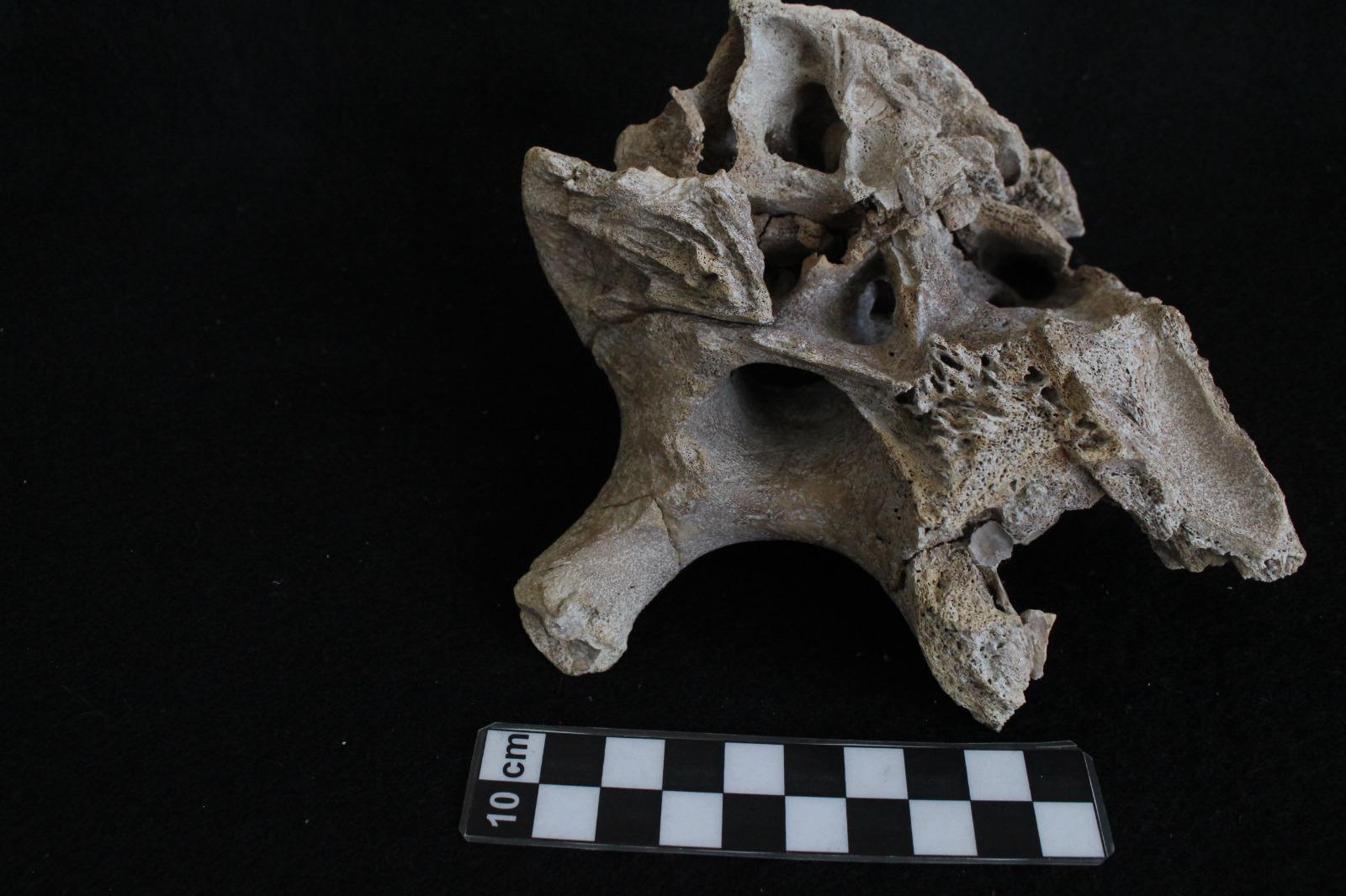 Descubren la historia de “Lili”, la cría de mamut que vivió en San Luis Potosí hace casi 14 mil años