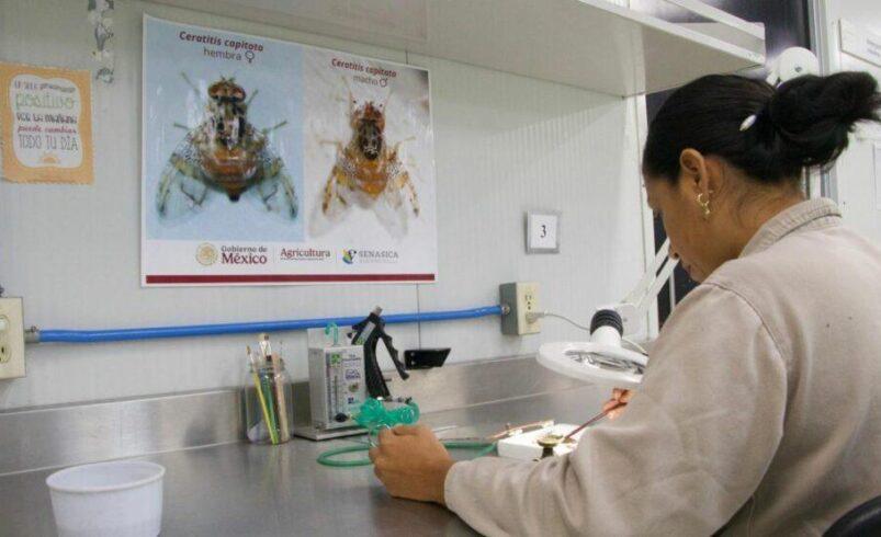 México acelera la ofensiva contra el gusano barrenador: nueva planta en Chiapas producirá hasta 120 millones de moscas estériles